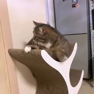 🐈‍⬛️