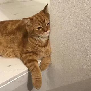 🐈