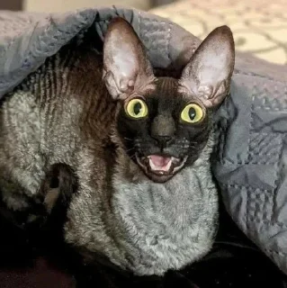 🦇