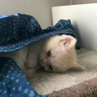 🎀