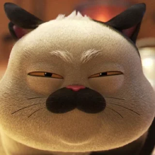😾