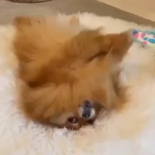 🤩