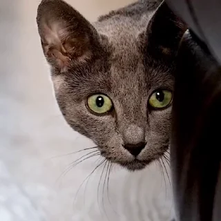 🤩