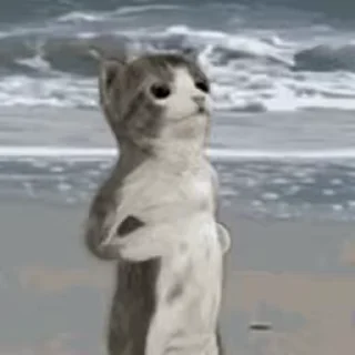 😾