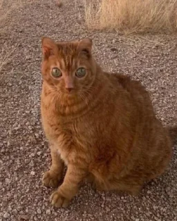 👁