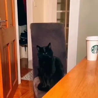 🐈