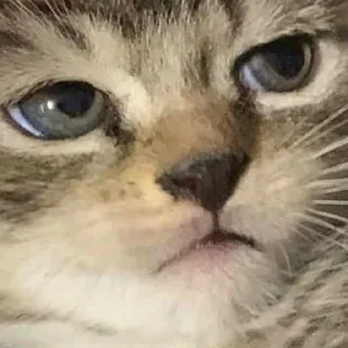 😾