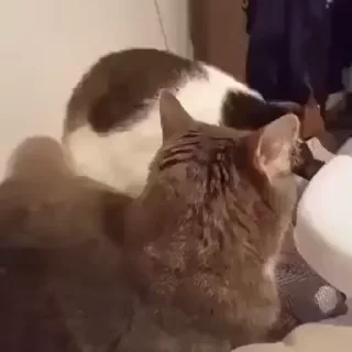 🐱