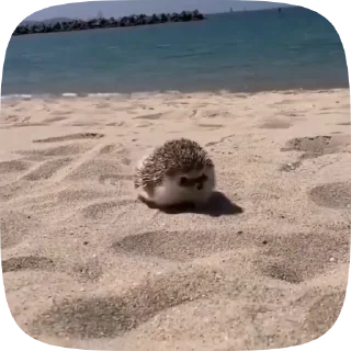 🏃‍♀️