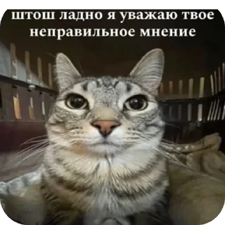 🐱