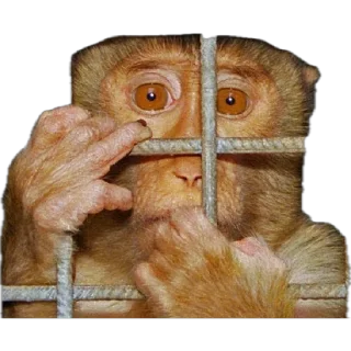 🐒