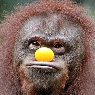🐵