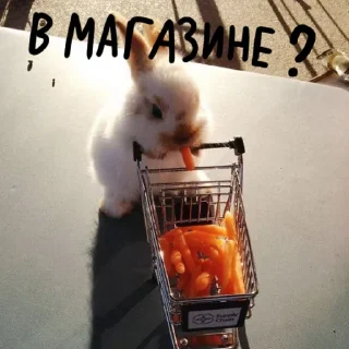 🐰
