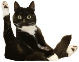 👋