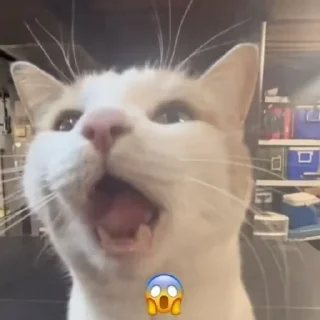 😱