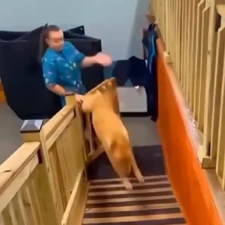🐩