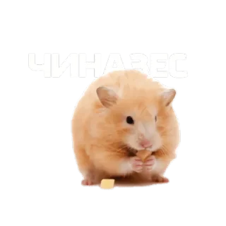 🐹