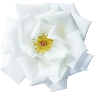 🌼