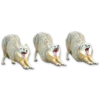 🦊
