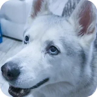 🐶