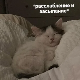 💤