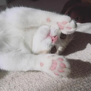 🐈