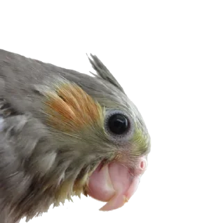 🍳