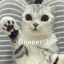 ✋
