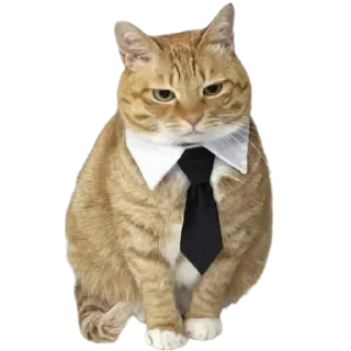🐱