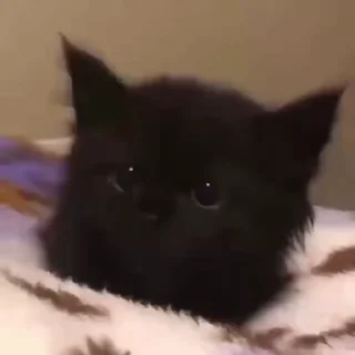 🐈‍⬛️