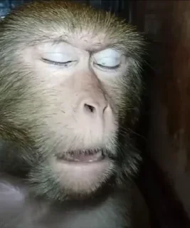 😴