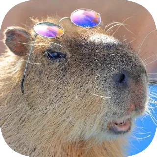 😎