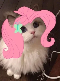😺