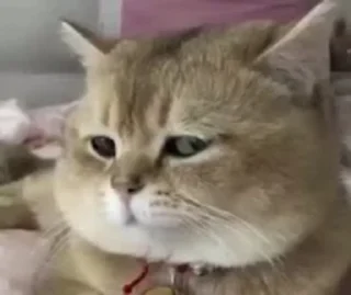 🐈‍⬛