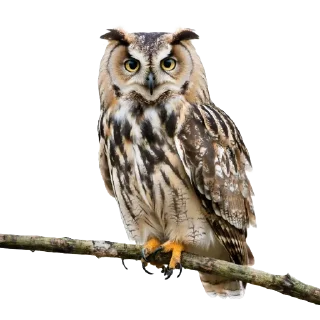 🦉