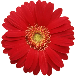 🌸