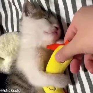 😴