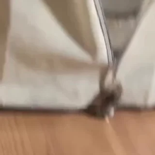 🐭