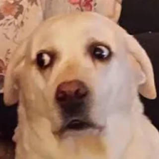 🐶