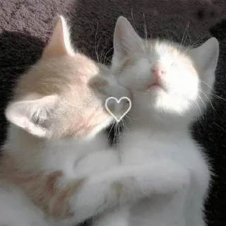♡♡♡ :: @fStikBot