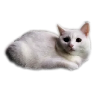 🐱