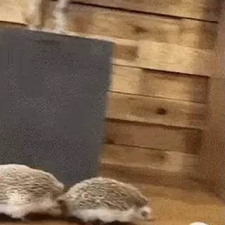 🦔
