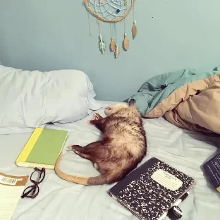 😴