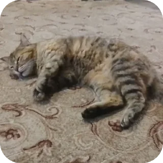 🐱