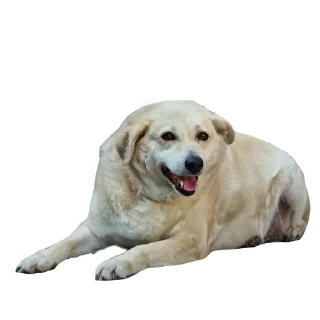 🐶