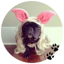 🐶