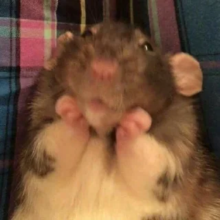 😇