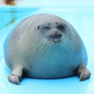 🦭