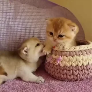 🌟