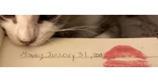 🐱